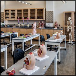 anatomical models in a Science Building classroom