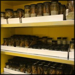 specimens in jars at the Branley Branson Museum