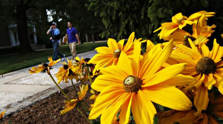 An image of yellow flowers at Eastern Kentucky University.
