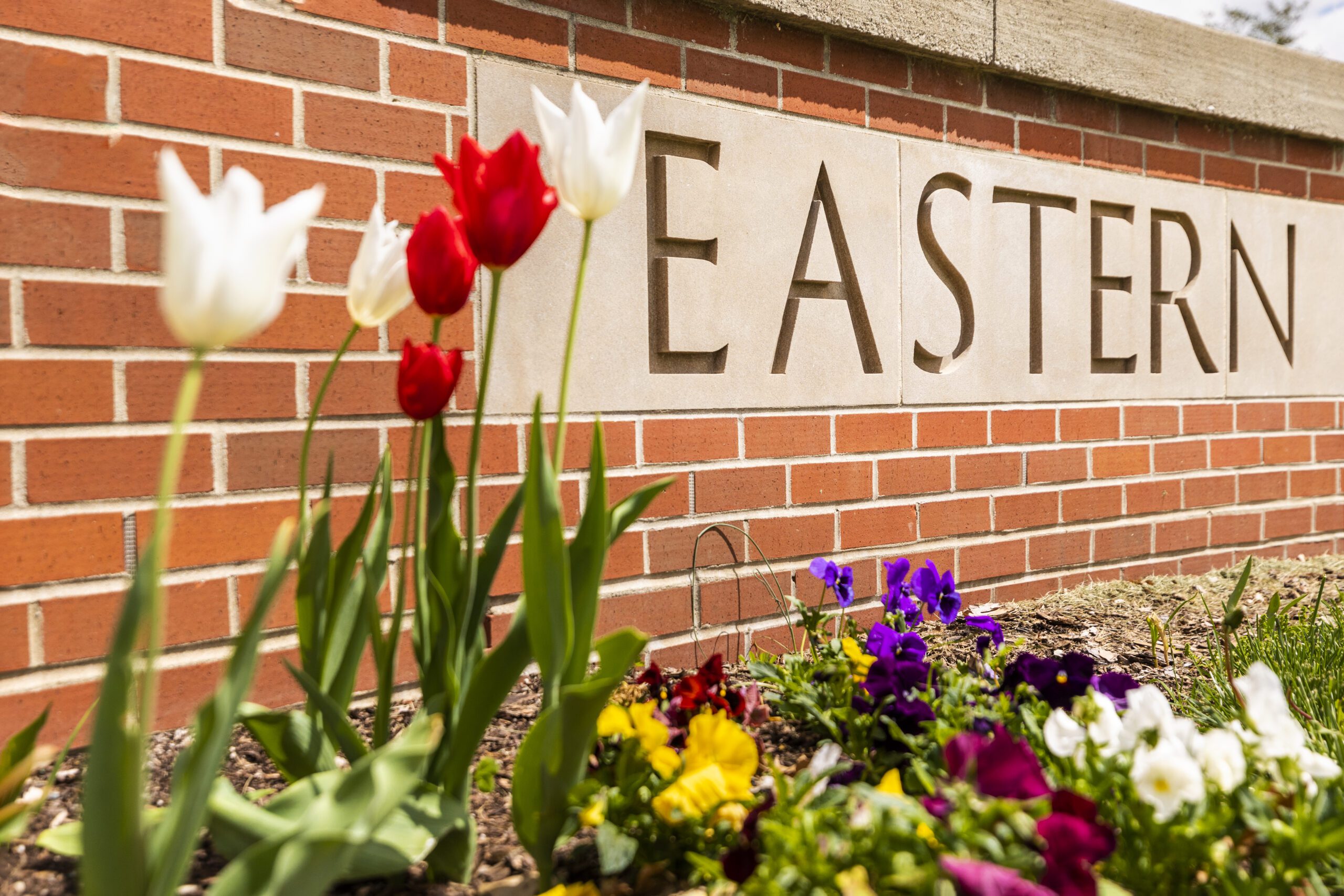 An image of red and white tulips in front of an Eastern Kentucky University sign.