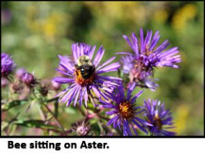 a bee sitting on aster