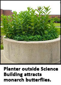 a planter outside the Science Building attracts monarch butterflies