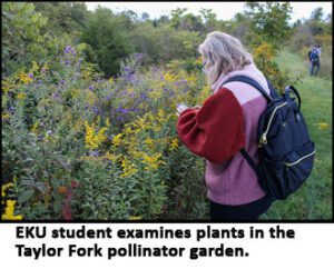 an EKU student examines plants in the Taylor Fork pollinator garden