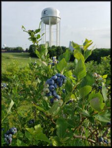 Blueberries ready for harvest.