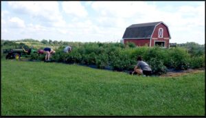 Students working in the Red Barn Garden.