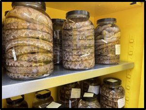 Herpetology Museum samples: Preserved Rattlesnakes