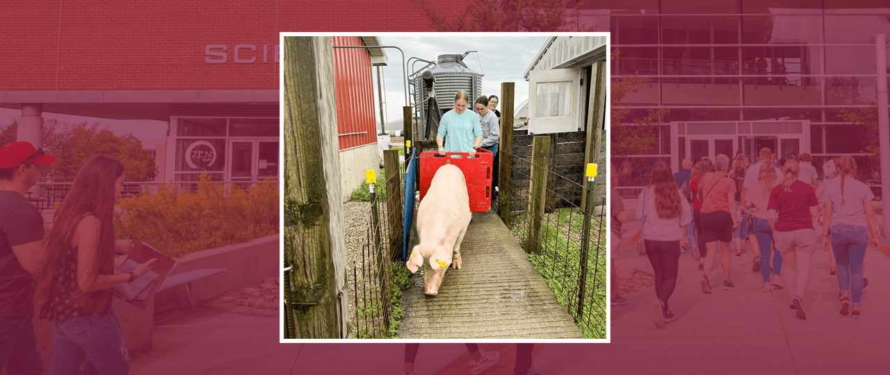 EKU Agriculture students participate in sow moving