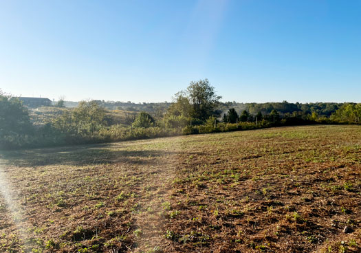 Taylor Fork Ecological Area field